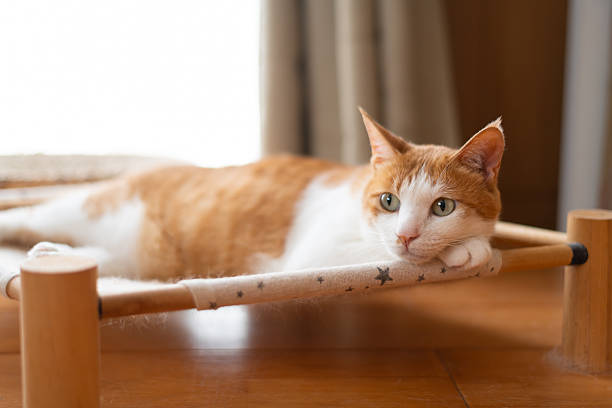 Cat relaxing in the room