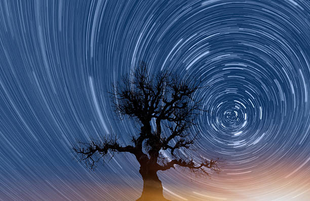 istock Star trails with strange lone tree at amazing sunset 2252925176