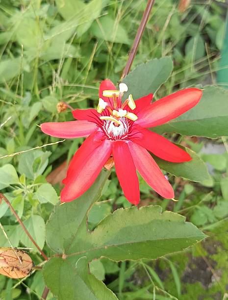 Passiflora coccinea is commonly called red passion flower or red granadilla, is a tropical, tendril-climbing, evergreen vine from South America that typically grows to 10-12’ and to 3-5’ wide and produces extremely showy scarlet red to deep red passion flowers (each to 3-4” wide). Flowers are followed by orange to yellow, edible passion fruit (to 2-3” long) known as red granadilla. Smooth, red to purple stems are clad with single, doubly serrate, oblong, medium green leaves (to 5” long). Hummingbirds and butterflies are attracted to the flowers. Passion flowers have an acquired religious significance that dates back to the 1700s when early Spanish settlers interpreted various parts of the flower to be symbolic of the crucifixion of Jesus Christ, hence the common name.