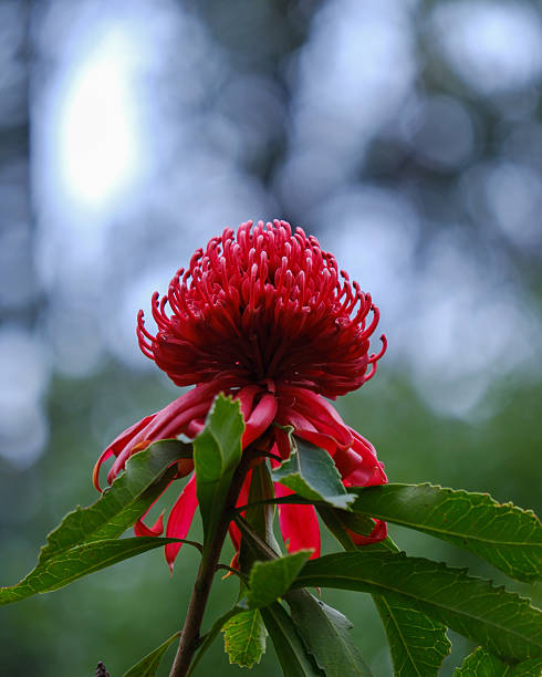 Vivid red Waratah flower in full bloom with soft bokeh at Dandenong Ranges Botanic Garden. This iconic Australian native floral emblem showcases intricate petal textures in a lush spring setting.