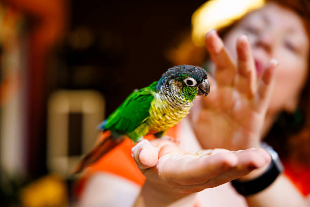 A green-cheeked conure parrot perches on a woman's open hand, eating seeds from her palm. This is a close-up shot with selective focus on the small, colorful bird and the hand. The woman with red hair is visible but blurred in the background, appearing to enjoy the moment.