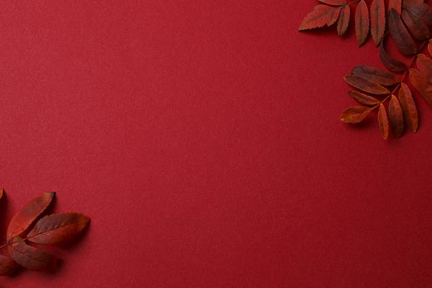 istock Autumn composition with red leaves, natural background 2252926352