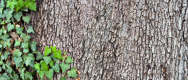 Green ivy climbing on textured tree bark, creating a natural background