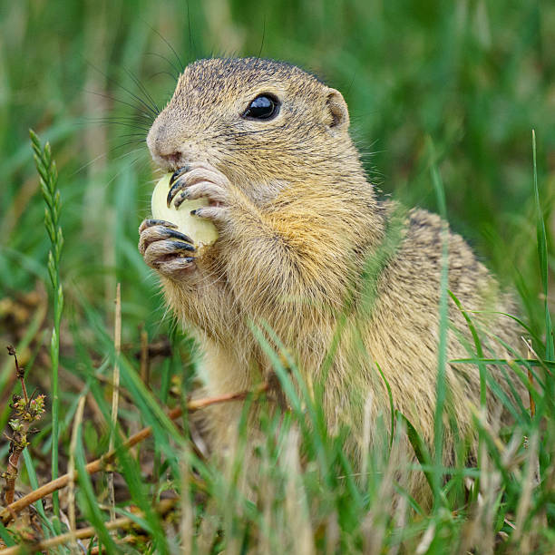 An adorable European Ground Squirrel [Spermophilus citellus] sits on the grass, holding a green hazelnut while intently feeding in a bright, lush meadow.