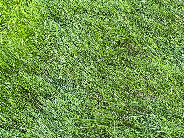 istock green grass in nature garden 2252927789
