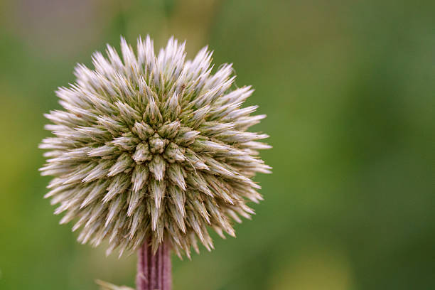 A striking macro close-up of a white and green Globe Thistle [Echinops bannaticus] flower head, highlighting its spiky texture and perfect geometric, spherical shape against a soft green background.