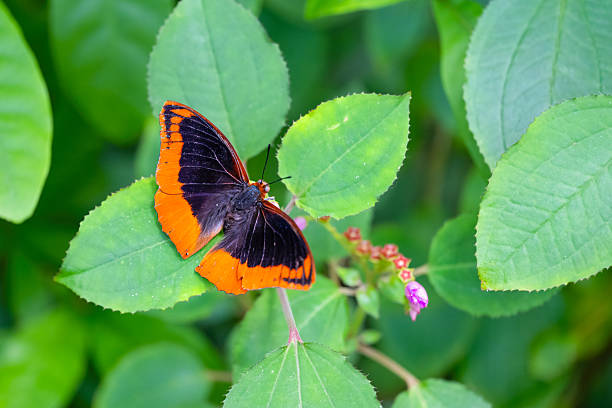 istock Flame-bordered Emperor is resting on the leaves. Charaxes protoclea 2252930396