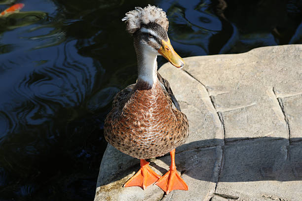 Silver Appleyard Duck cute animal standing alone in morning