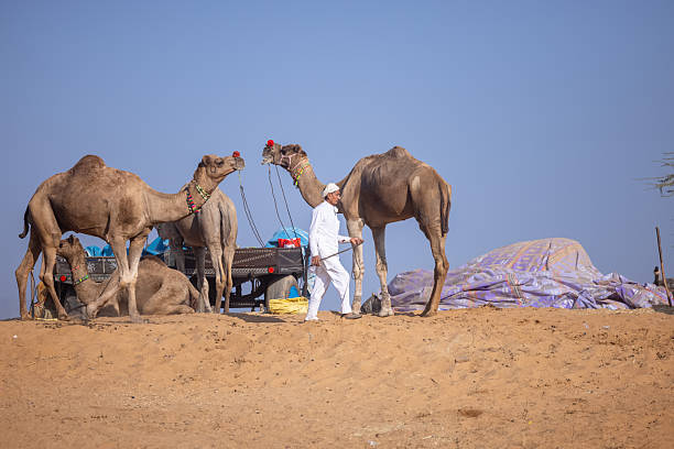 Pushkar, Rajasthan, India - November 2024: Portrait of a rajasthani male in traditional white clothes with colourful turban at desert fair ground during the pushkar camel fair to trade camels.