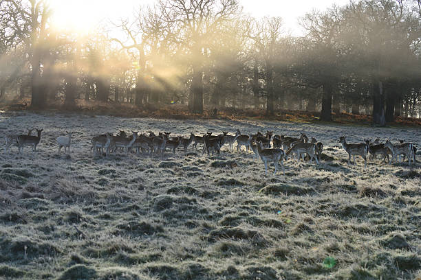 Deers in Richmond Park in December during the Christmas holidays.