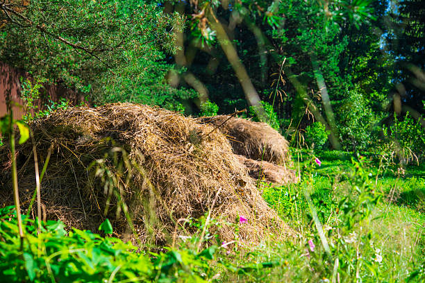 hay bale on sunny mowed backyard in summer, haymaking season