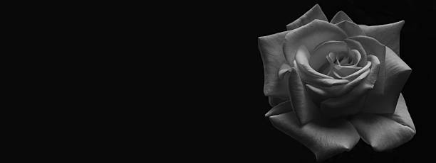 istock Elegant Black and White Rose on Dark Background with Copy Space 2252935258