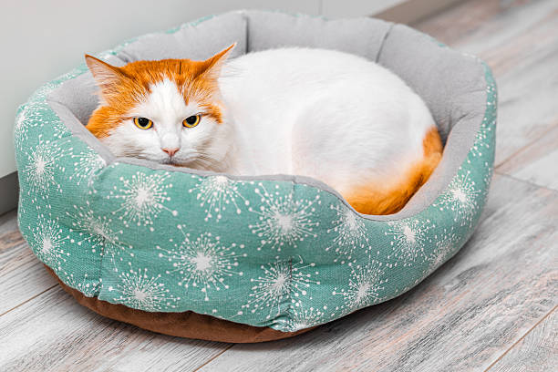 istock a domestic cat is lying in a bed. 2252935295