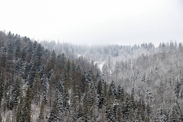 Peaceful winter forest with snow covered pine trees in soft fog. Calm, cold atmosphere and natural harmony, ideal for wellness, mindfulness, relaxation and eco themed editorial and branding designs.