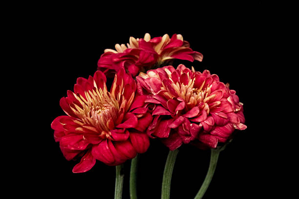 istock red chrysanthemums flowers isolated on black background 2252936745