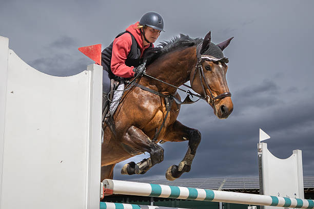 Portrait of a show jumping horse, galloping between two jump. Jumps seen in the background. Canon Eos 1D MarkIII.