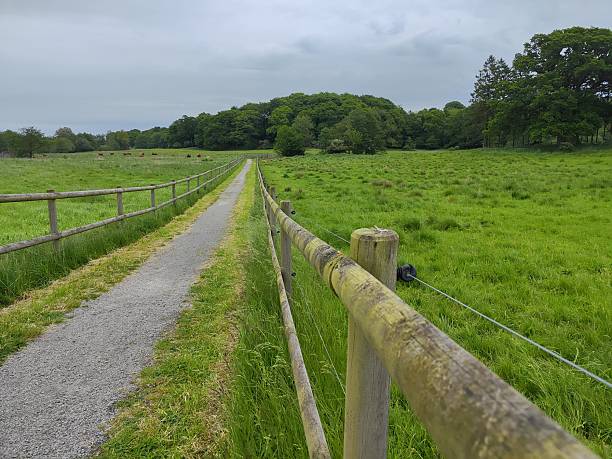 The narrow walkway is bordered on both sides by simple wooden fences and electric wire. Vibrant green grass extends into large grazing areas where several cattle can be observed in the distance. A dense collection of trees forms a dark green forest line closing off the horizon beyond the open meadow