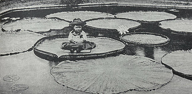 Antique illustration pre 1900 - small child wearing a cowboy hat sitting on a very large lily pad that is floating on water