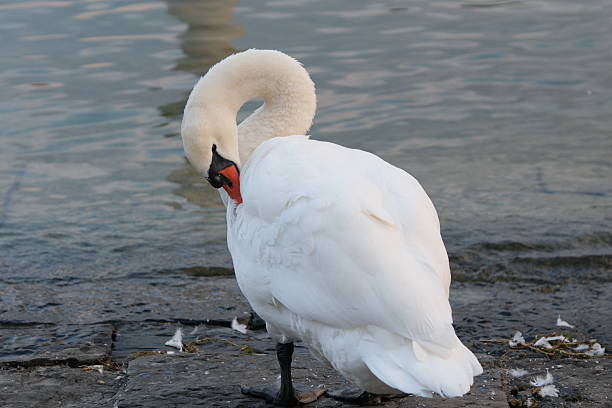 white swan preening its feathers by Lake Lucerne, Switzerland