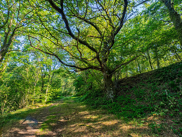 Sunlight illuminating a forest path with green trees and foliage during summer