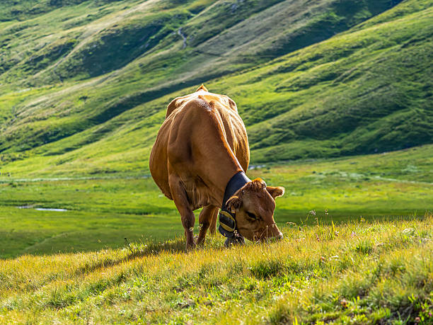 Cow enjoying the Swiss mountain views of Ebenalp. Typical tourist and travel destination view