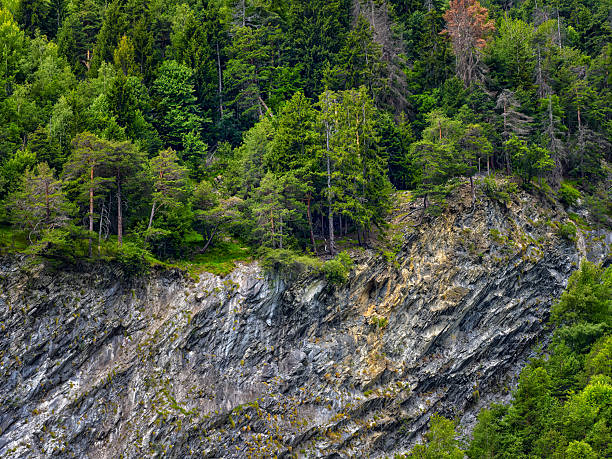 Green trees and vegetation growing on a rugged rock face in the Italian Alps