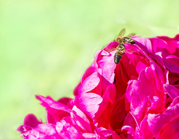 pink peony close-up with bees
