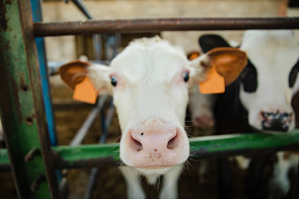 Close up portrait of a curious calf looking through a metal fence in a livestock farm, showing animal expression and rural farming environment