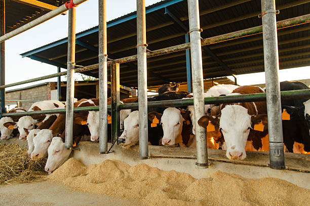 farm in the village, feeding cows, dairy production, livestock, agriculture, animal husbandry