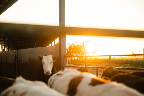 Cows at sunrise in rural field and fog