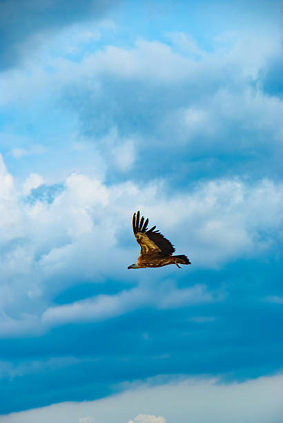 istock Bird of prey soaring in blue cloudy sky 2252945908