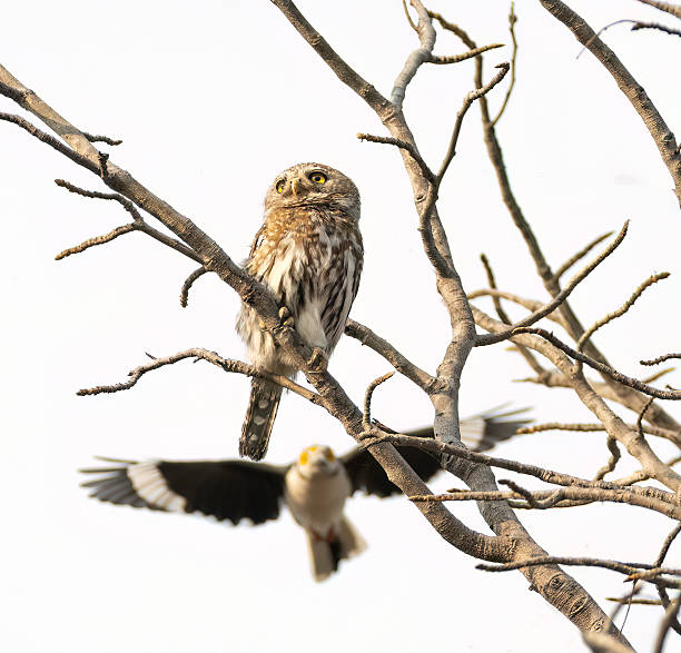 Even though the pearl-spotted owlet is a small raptor, it is still seen as a threat by other birds who will try to drive it away from their territory.