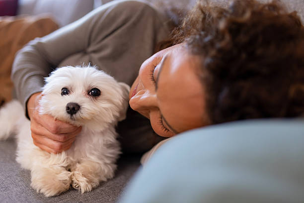 istock Comfort and Companionship at Home 2252948405