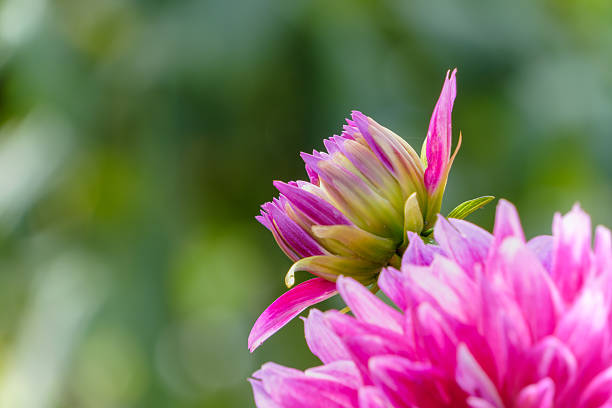 A close-up of a pink dahlia bud just before blooming, set against a soft green background that creates a calm and natural atmosphere.