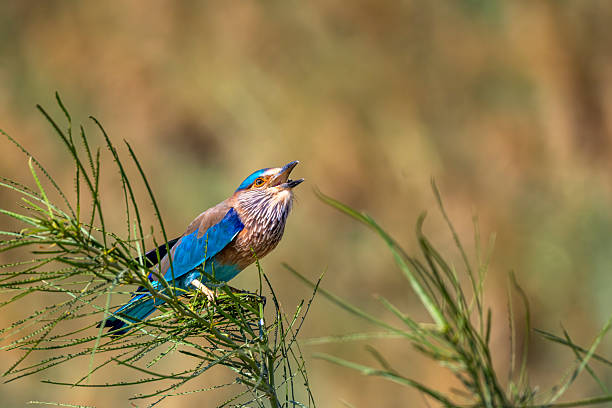 Indian Roller, Coracias benghalensis, Perched on a Bush, Sur, Oman