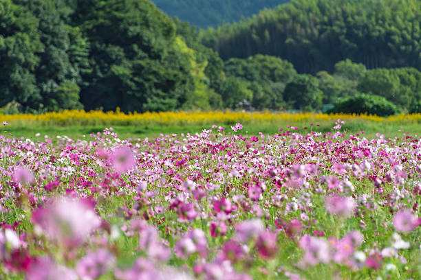 istock Cosmos Flowers Blooming in a Rural Field 2252951039