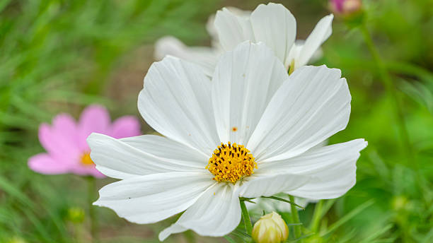 istock White Cosmos Flower in Bloom 2252951358