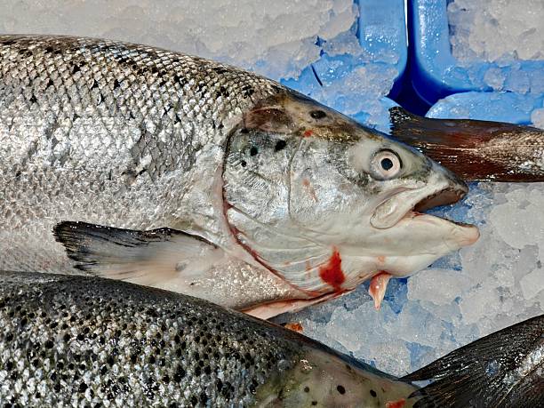 istock Salmon on ice at the supermarket 2252952241