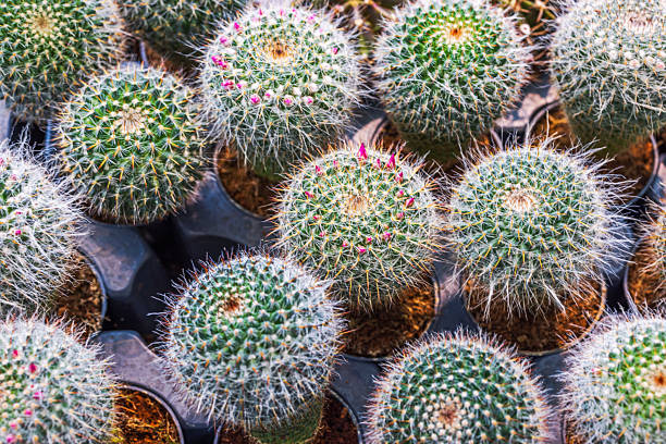 Close up view of small cactus plants in plastic pots with sharp spines and buds on natural background. Sweden.