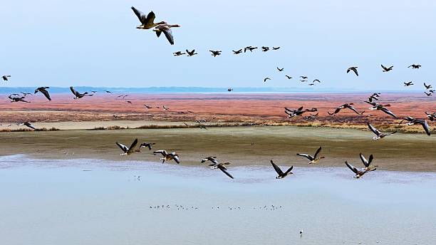 istock Winter migratory birds; a flock of migratory birds flying at sunset. 2252952710
