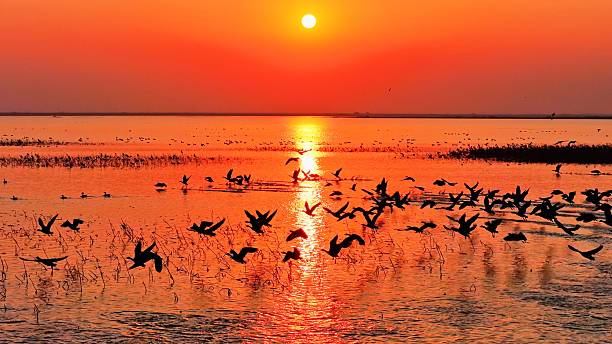 istock Winter migratory birds; a flock of migratory birds flying at sunset. 2252952725