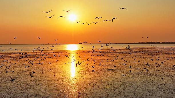 istock Winter migratory birds; a flock of migratory birds flying at sunset. 2252952776