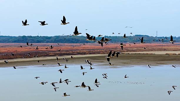 istock Winter migratory birds; a flock of migratory birds flying at sunset. 2252952796