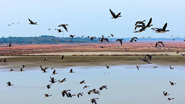 istock Winter migratory birds; a flock of migratory birds flying at sunset. 2252952799