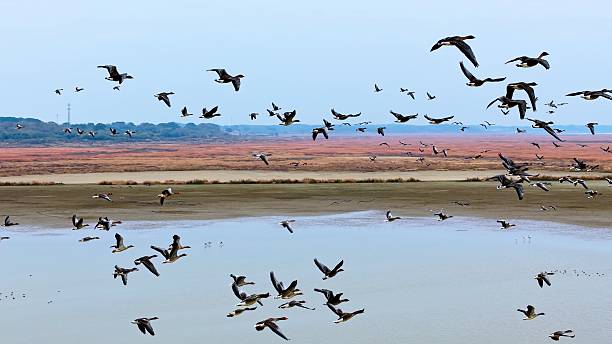 istock Winter migratory birds; a flock of migratory birds flying at sunset. 2252952813