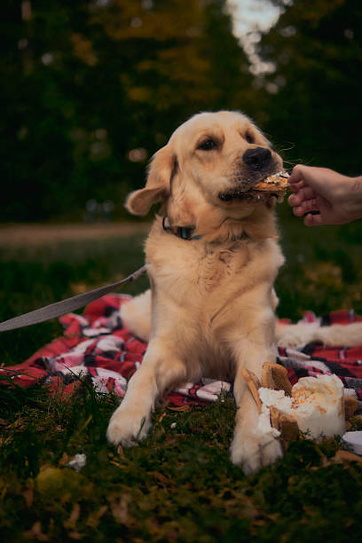 istock Golden retriever dog 2252954122