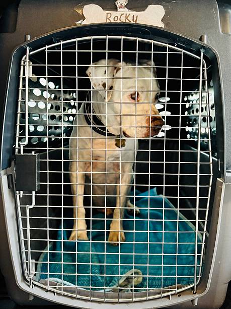 istock American Bulldog sitting in crate 2252954385