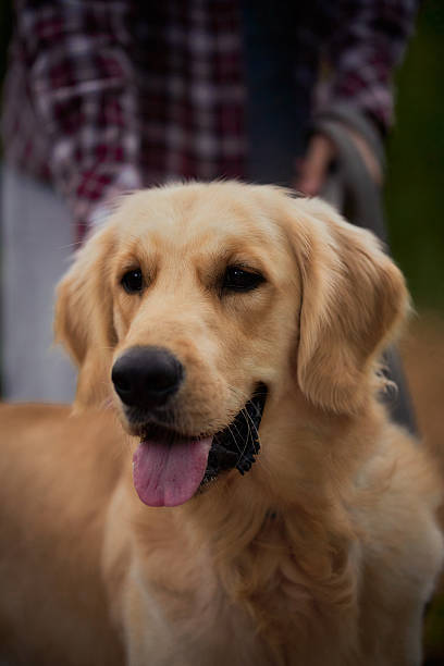 istock Golden retriever dog 2252954961