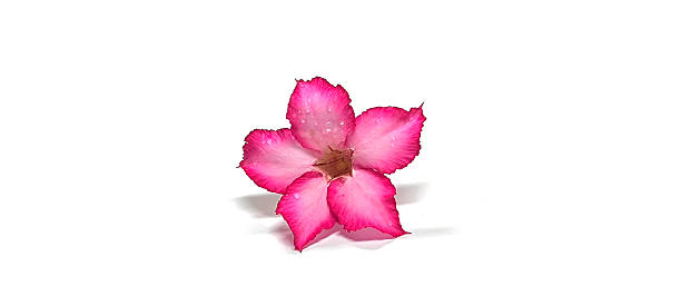istock Pink flowers isolated on white background 2252957433