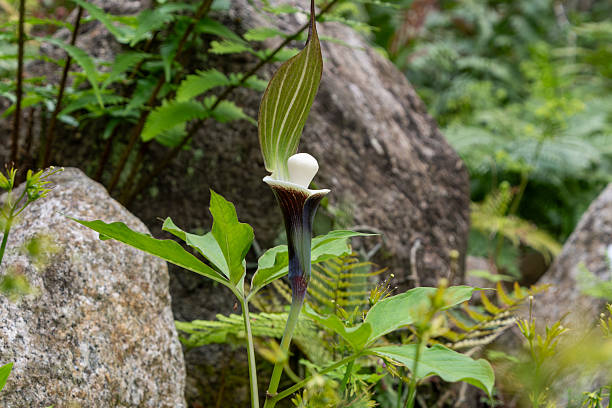 A unique Arisaema flower, also known as a cobra lily, growing in its natural habitat surrounded by mossy rocks and ferns.